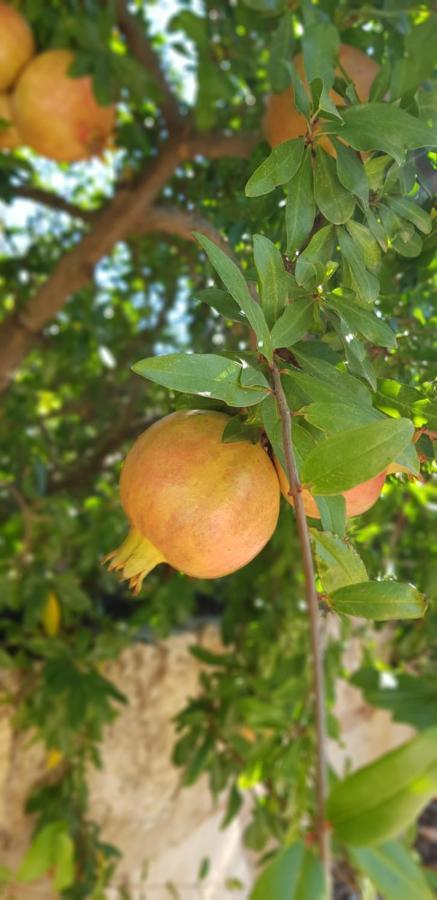 Finca Sa Cova De Mallorca Sencelles Bagian luar foto