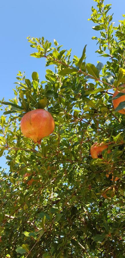 Finca Sa Cova De Mallorca Sencelles Bagian luar foto