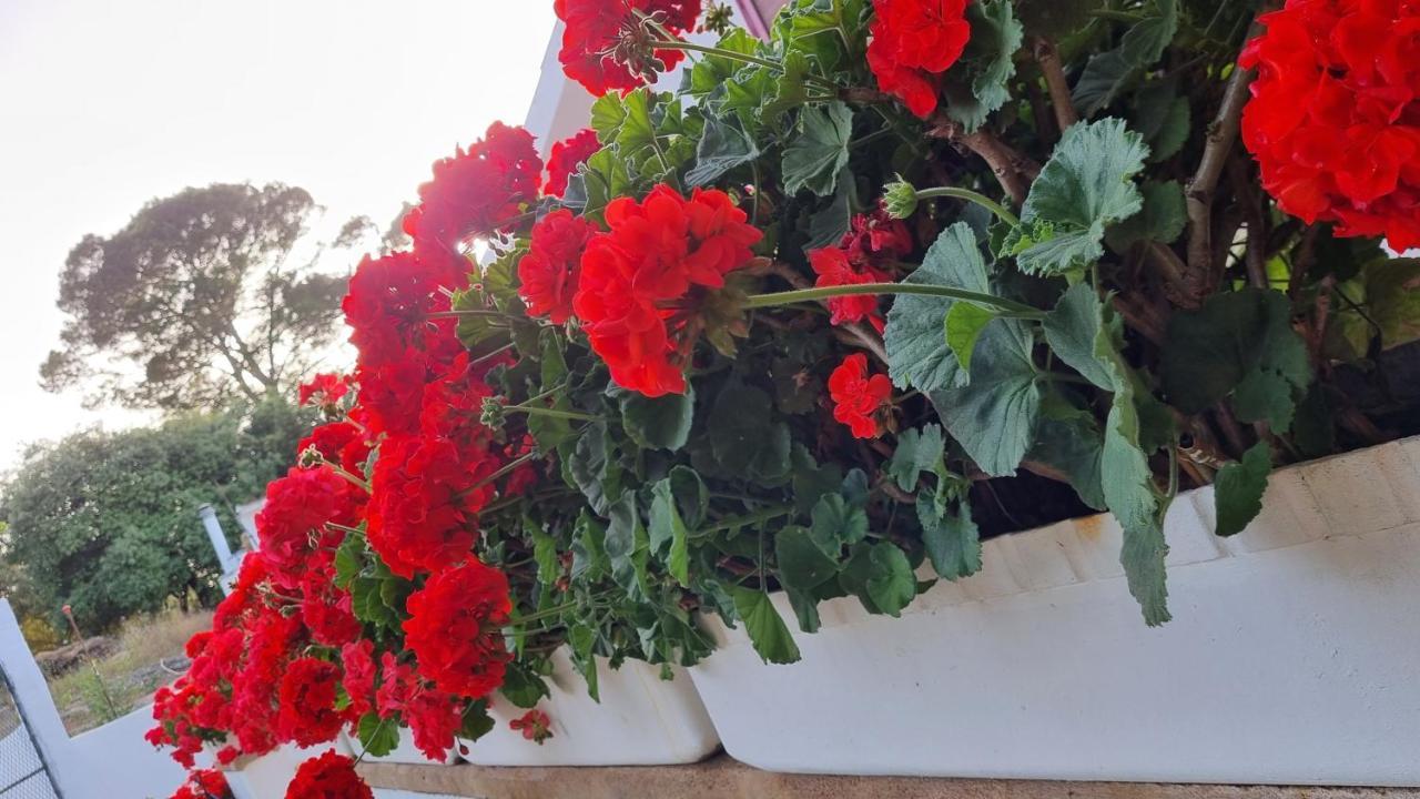 Finca Sa Cova De Mallorca Sencelles Bagian luar foto