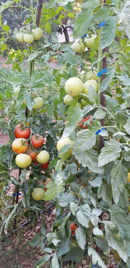 Finca Sa Cova De Mallorca Sencelles Bagian luar foto