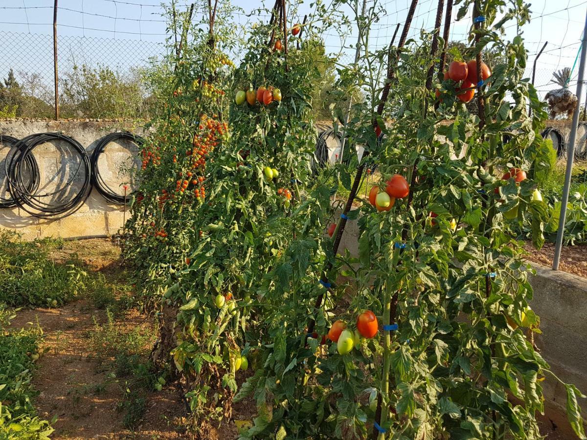 Finca Sa Cova De Mallorca Sencelles Bagian luar foto
