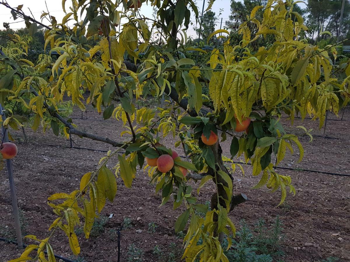 Finca Sa Cova De Mallorca Sencelles Bagian luar foto