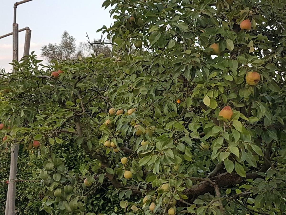 Finca Sa Cova De Mallorca Sencelles Bagian luar foto
