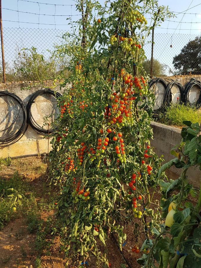 Finca Sa Cova De Mallorca Sencelles Bagian luar foto