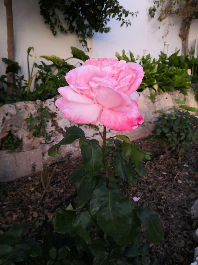 Finca Sa Cova De Mallorca Sencelles Bagian luar foto